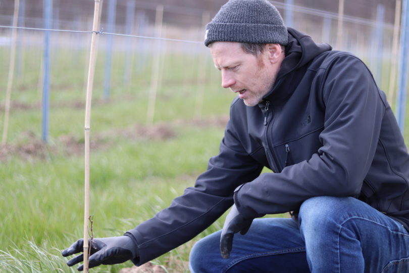 Gavin Robertson tending vineyard